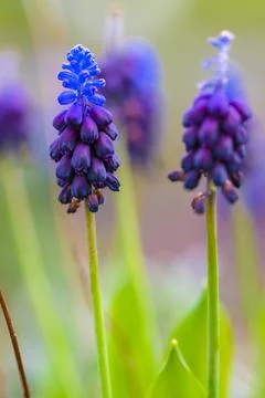 Spring flowers Stock Photos