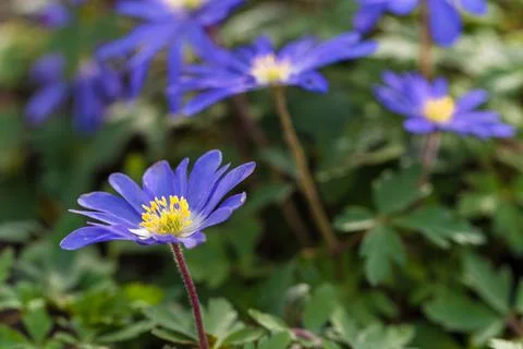 Spring flowers Stock Photos