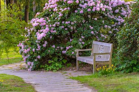 Spring flowers Stock Photos