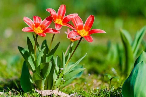 Spring flowers Stock Photos