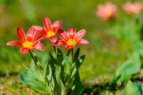Spring flowers Stock Photos