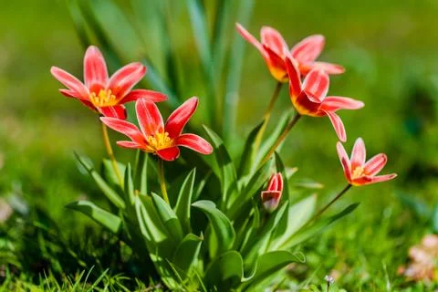 Spring flowers Foto stock
