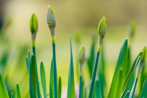Spring flowers Foto stock