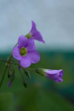 Spring flowers Foto stock