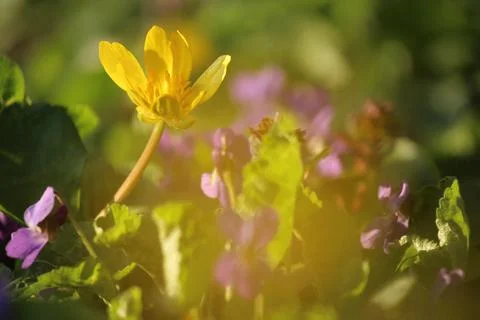 Spring flowers Stock Photos