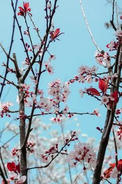 Spring flowers 写真素材