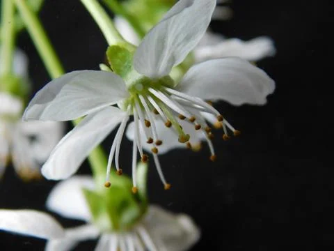 Spring flowers Stock Photos