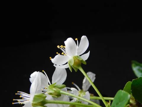 Spring flowers Stock Photos