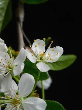 Spring flowers Foto stock