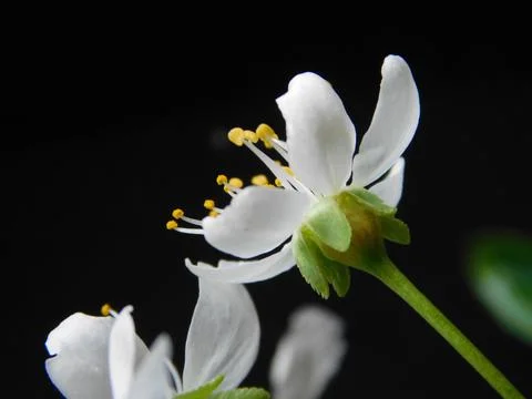 Spring flowers Stock Photos