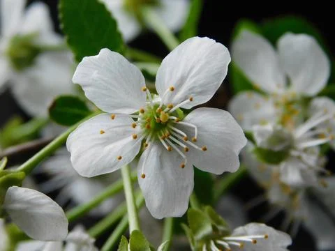 Spring flowers Stock Photos