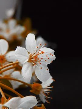 Spring flowers Stock Photos
