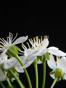 Spring flowers Stock Photos