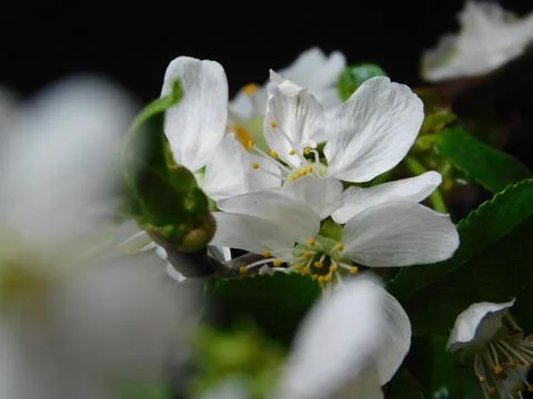 Spring flowers Stock Photos