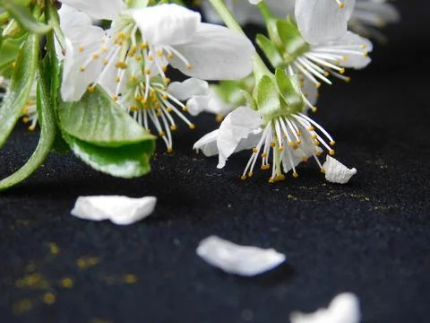 Spring flowers Foto stock