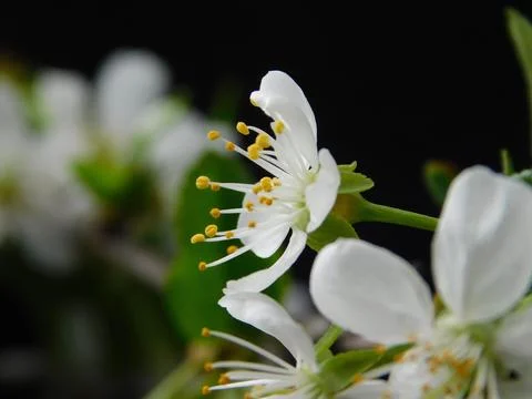 Spring flowers Stock Photos