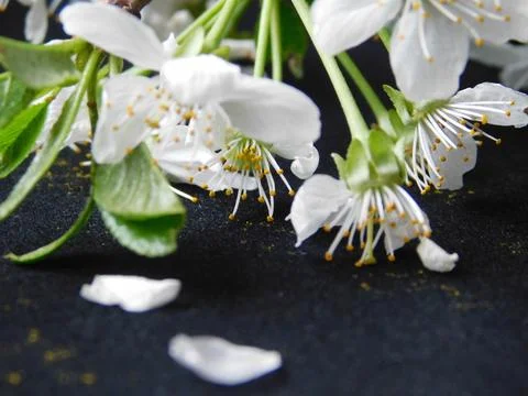 Spring flowers Stock Photos