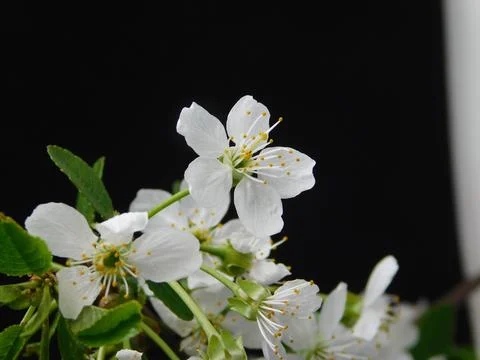Spring flowers Foto stock