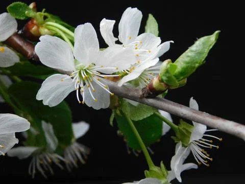 Spring flowers Stock Photos