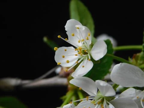 Spring flowers Stock Photos