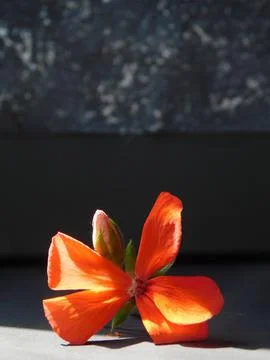Spring flowers Stock Photos
