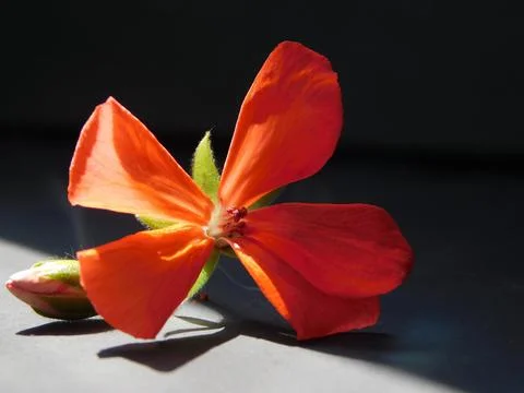 Spring flowers Stock Photos