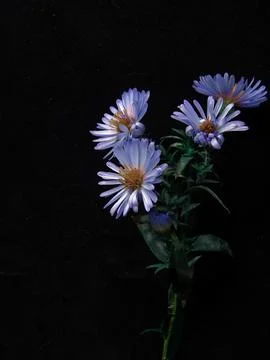 Spring flowers Stock Photos