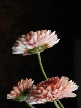 Spring flowers Stock Photos