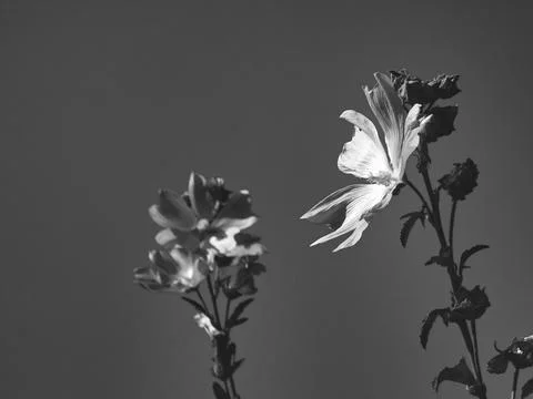 Spring flowers Stock Photos