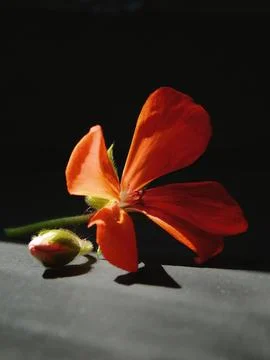 Spring flowers Stock Photos