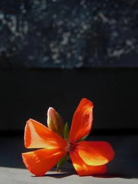 Spring flowers Stock Photos