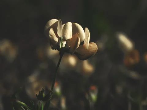 Spring flowers Foto stock