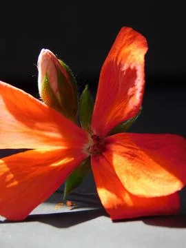 Spring flowers Foto stock