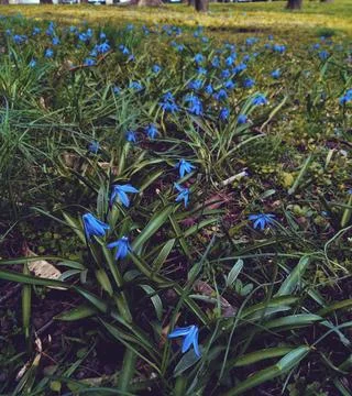 Spring flowers Stock Photos