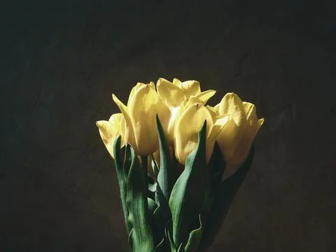 Spring flowers Stock Photos