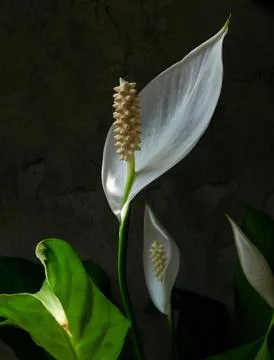 Spring flowers Stock Photos