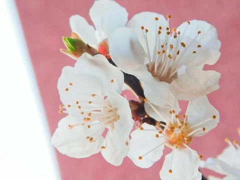 Spring flowers Stock Photos