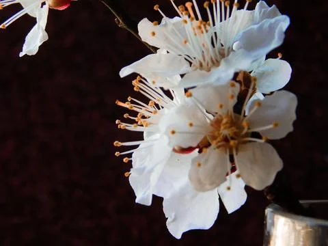 Spring flowers Stock Photos