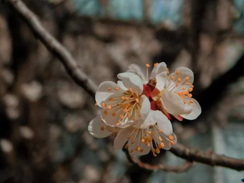 Spring flowers Stock Photos