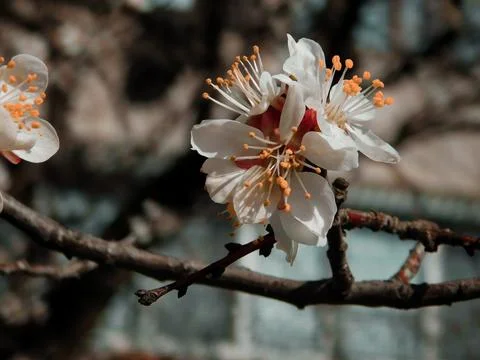 Spring flowers Foto stock