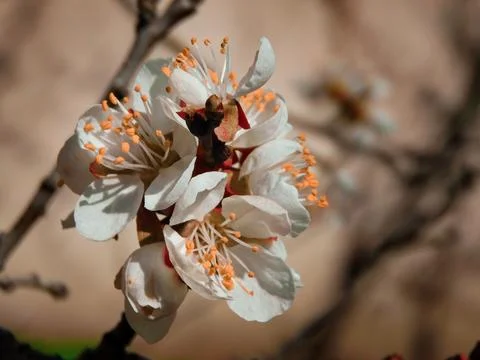 Spring flowers Foto stock