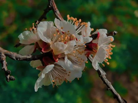 Spring flowers Foto stock