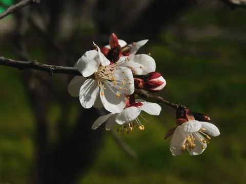 Spring flowers Stock Photos