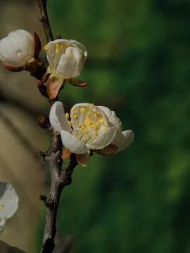 Spring flowers Stock Photos