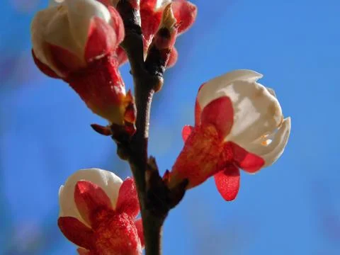 Spring flowers Stock Photos