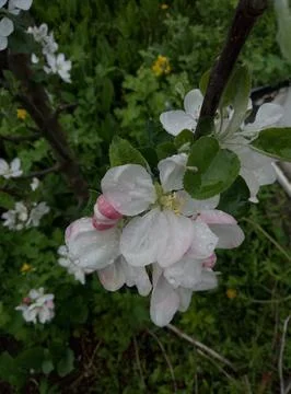 Spring flowers Stock Photos