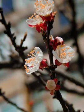 Spring flowers Stock Photos