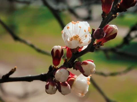 Spring flowers Stock Photos
