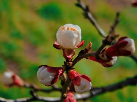 Spring flowers Foto stock