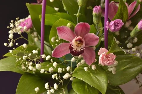 Spring flowers Stock Photos